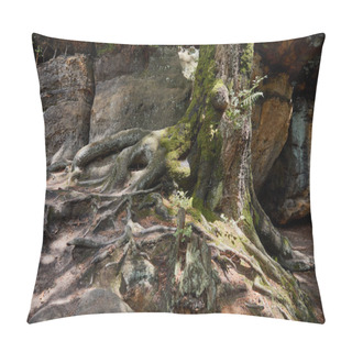 Personality  Roots Pillow Covers