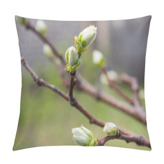 Personality  Trees Bloom In Spring, First Buds And Leaves On Trees Pillow Covers