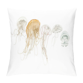 Personality  Common Jellyfish, Aurelia Aurita, Cannonball Jellyfish, Stomolop Pillow Covers