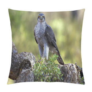 Personality  Two Years Old Male Of Northern Goshawk, Accipiter Gentilis Pillow Covers