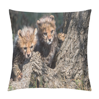 Personality  Cheetah Male Walking And Looking For Prey Pillow Covers