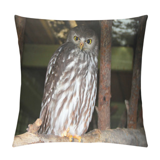 Personality  Boobook Owl In Lone Pine Koala Sanctuary, Brisbane, Australia Pillow Covers