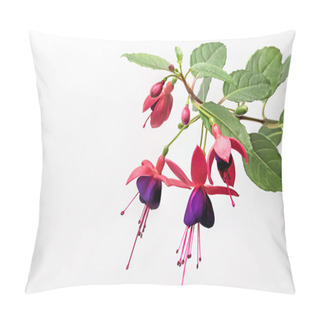 Personality  Fuchsia Flower On The White Background Pillow Covers