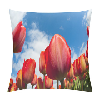 Personality  Tulip Field, The Netherlands Pillow Covers