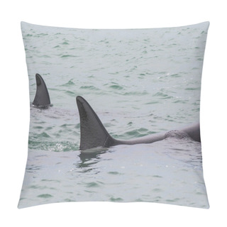 Personality  Orca Patrolling The Coast Of The Sea, Patagonia, Argentina Pillow Covers