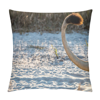 Personality  Close Up Of A Lion's Tail During The Sunset. Pillow Covers