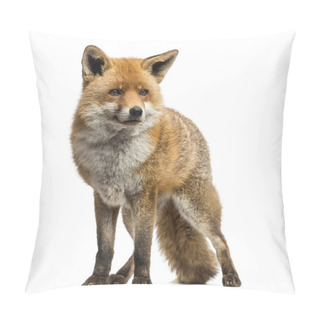 Personality  Red Fox, Vulpes Vulpes, Standing, Isolated On White Pillow Covers