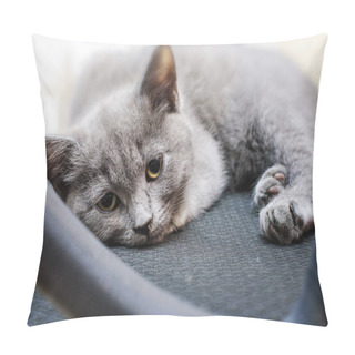 Personality  Beautiful Little Kitten Lying Sad Pillow Covers