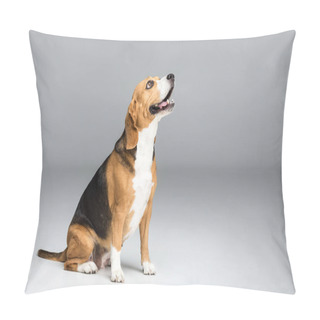Personality  Cute Beagle Dog Pillow Covers