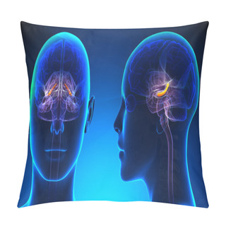 Personality  Female Hippocampus Brain Anatomy - Blue Concept Pillow Covers