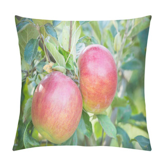 Personality  Apples Hanging From A Tree Branch In An Apple Orchard. Copy Space For Text Pillow Covers