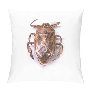 Personality  Hemiptera Or True Bug Isolated On White Background. Pillow Covers
