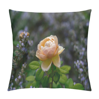 Personality  Beautiful Close Up Of A Single White Rose Flower Head Of The Eng Pillow Covers