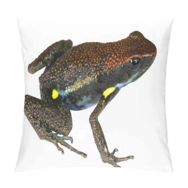 Personality  Frog pillow covers