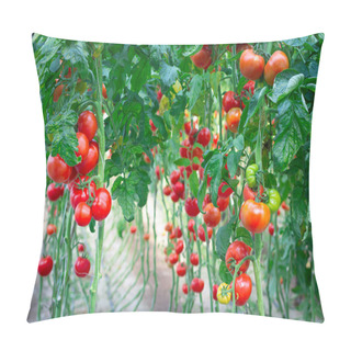 Personality  Farm Of Tasty Red Tomatoes Pillow Covers