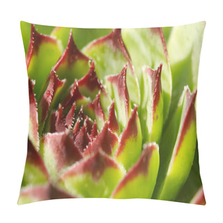 Personality  Close-up Alpine Rose With Rain Drops. Lo Pillow Covers