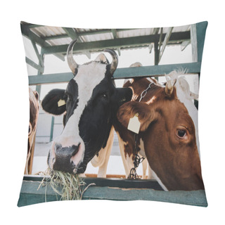 Personality  Domestic Beautiful Cows Eating Hay In Stall At Farm Pillow Covers