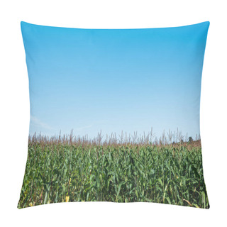 Personality  Corn Field With Green Leaves Against Blue Sky  Pillow Covers