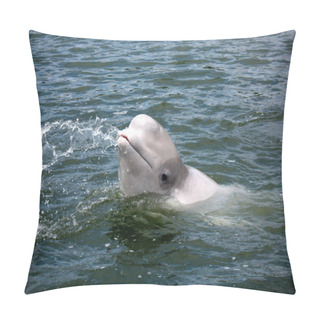 Personality  Beluga Whale Is Called An Ocean Dolphin.This Species Is A Polar Dolphin, Whose Habitat Is Located In The Seas Of The Arctic Ocean.Dives To A Depth Of About 300 M, Can Withstand 15 Minutes Without Air. Pillow Covers