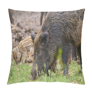 Personality  Feral Pigs, Sow And Piglets Rooting For Food Pillow Covers