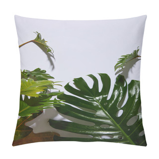 Personality  Fresh Tropical Green Leaves On White Background With Shadow Pillow Covers