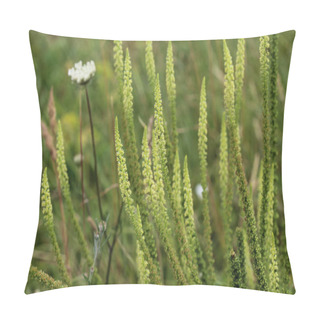 Personality  Reseda Luteola, Known As Dyer's Rocket, Dyer's Weed, Weld, Woold, And Yellow Weed Pillow Covers