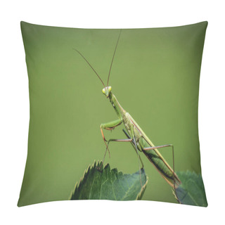 Personality  European Mantis Or Praying Mantis, Mantis Religiosa Pillow Covers