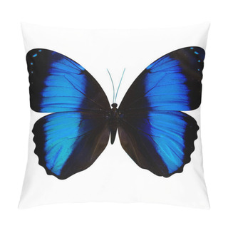 Personality  Butterfly Morpho Didius Isolated On White Background Pillow Covers