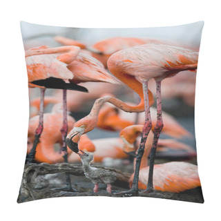 Personality  Baby Bird Of The With Its Mother. Pillow Covers