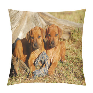 Personality  Cute Little Rhodesian Ridgeback Puppies Pillow Covers