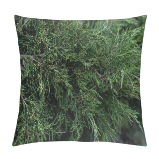 Personality  Full Frame Image Of Cypress Tree Branches Background Pillow Covers