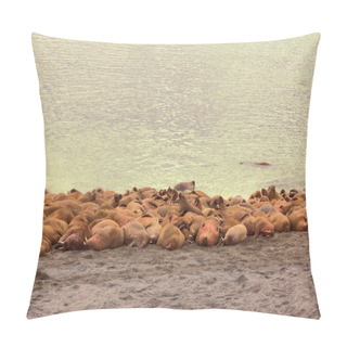 Personality  Rookery Atlantic Walruses Pillow Covers