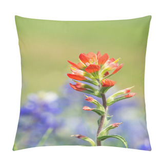 Personality  Indian Paintbrush Wildflower Pillow Covers