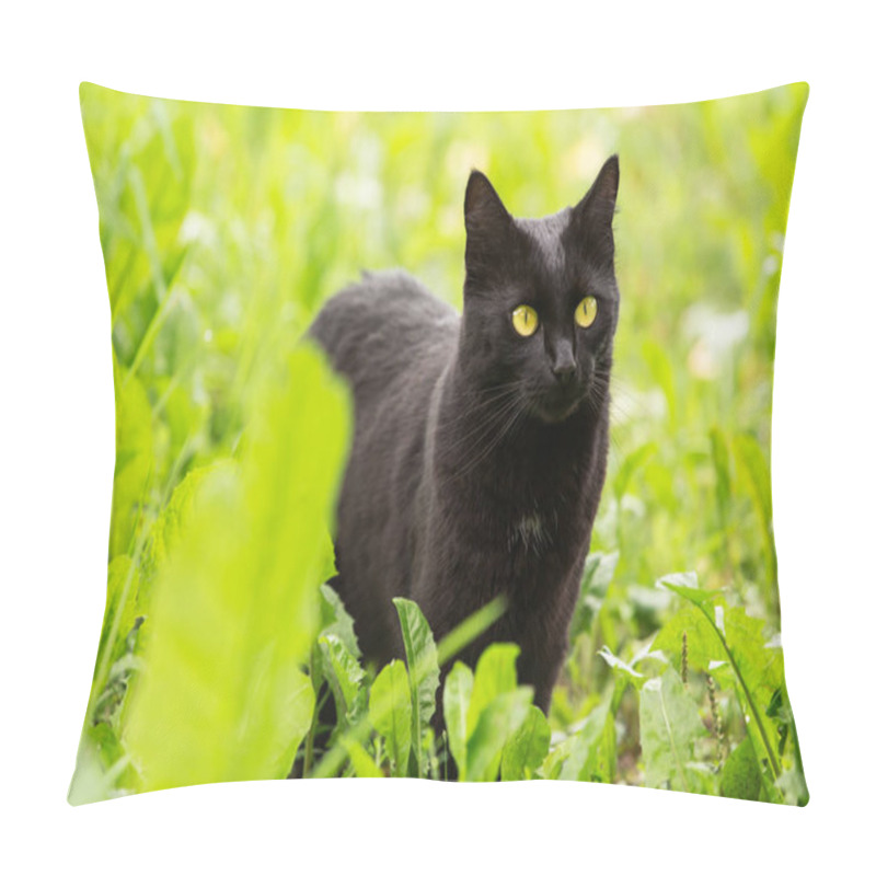 Personality  Beautiful bombay black cat with yellow eyes and attentive look in green grass in nature pillow covers