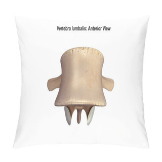 Personality  Vertebra Lumbalis Posterior View   Pillow Covers
