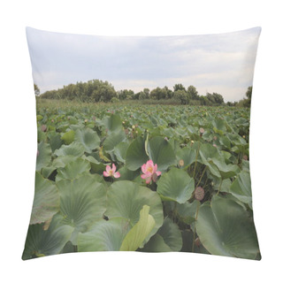 Personality  Lotus Fields In The Astrakhan Biosphere Reserve. Pillow Covers