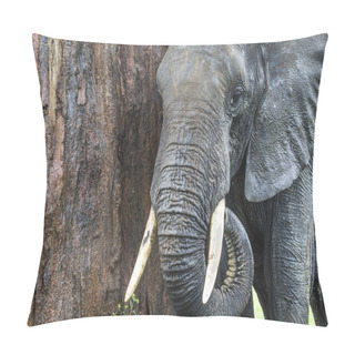 Personality  African Elephant In The Tarangire National Park, Tanzania Pillow Covers