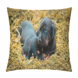 Personality  Cute Dachshund Puppies Lying In The Backyard, Cuddle And Play With Newborn Siblings, Explore, Watch And Learn The Environment, Taking Care Of Each Other Concepts, Both Shivering And Share The Warmth. Pillow Covers