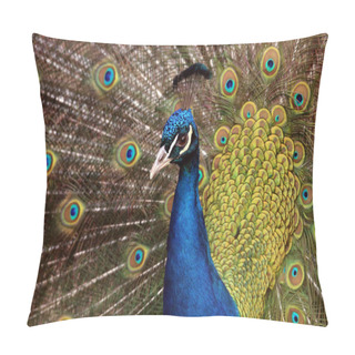 Personality  Balzender Blue Peacock Pavo Cristatus Beats Wheel Pillow Covers