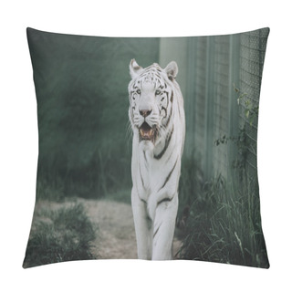 Personality  Close Up View Of Beautiful White Bengal Tiger At Zoo Pillow Covers