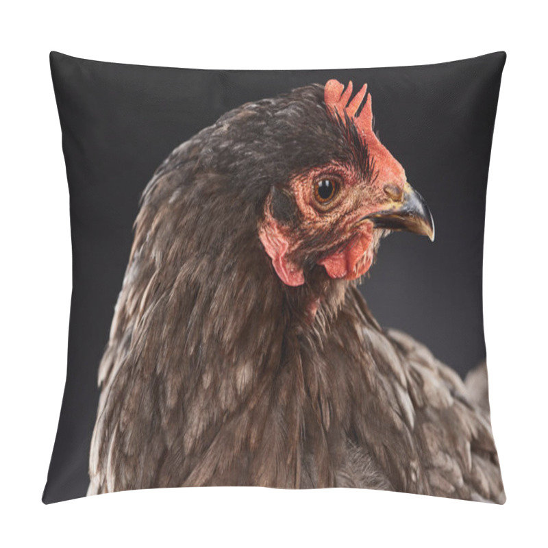 Personality  close up of purebred brown hen isolated on black pillow covers