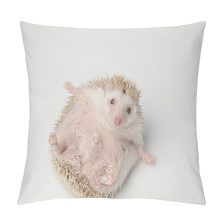 Personality  Adorable Grey Hedgehog Lying On Its Back Wants To Play On White Background Pillow Covers