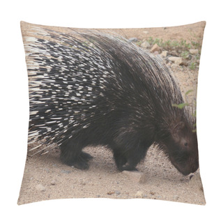 Personality  An African Crested Porcupine, Hystrix Cristata Pillow Covers