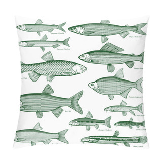 Personality  Fish Freshwater Vector 3 Pillow Covers
