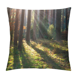 Personality Misty Old Forest. Autumn Woods Pillow Covers