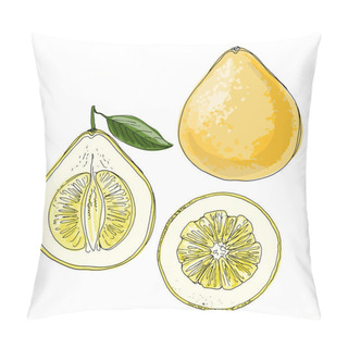 Personality  Pomelo Vector Drawing Of Food. Citrus. Color Pillow Covers