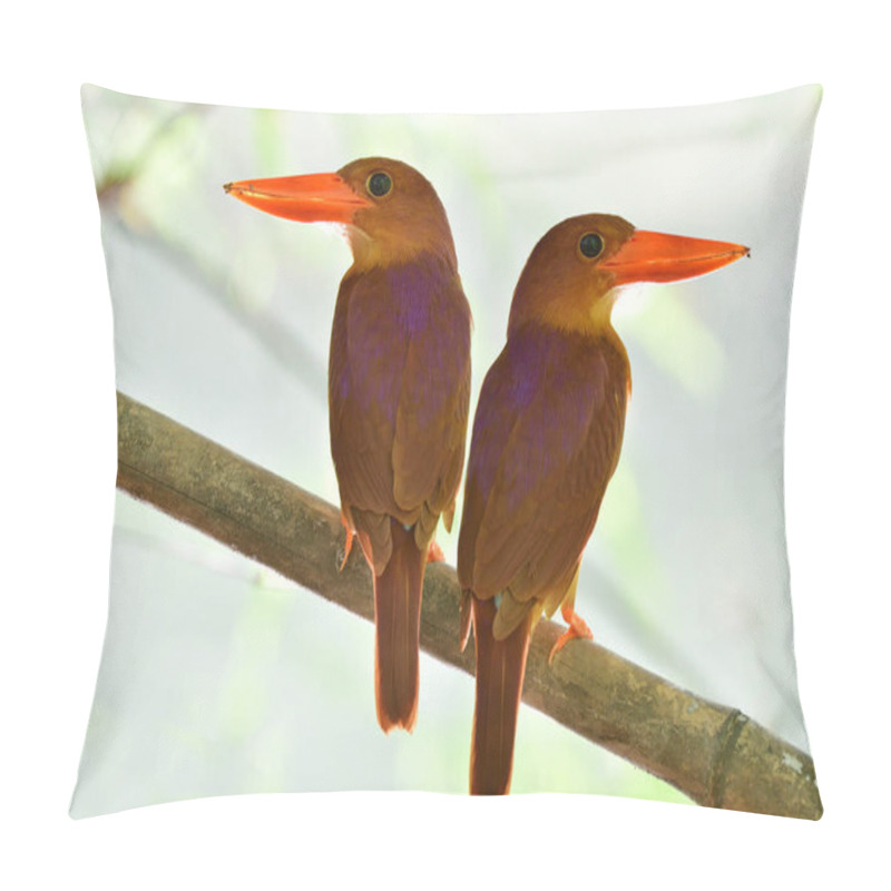 Personality  Pair of Ruddy kingfisher during mating season perching on dead bamboo branch against strong back light, lovely nature pillow covers