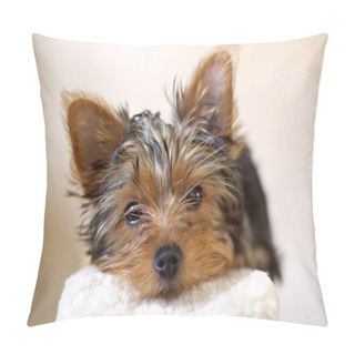 Personality  Yorkie Pup Pillow Covers