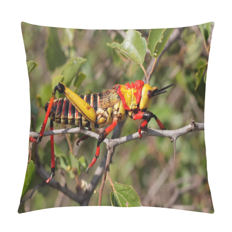 Personality  Milkweed locust on a plant pillow covers
