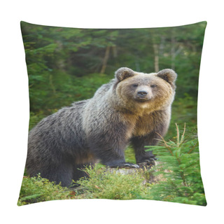 Personality  Close Up Big Brown Bear In The Forest. Dangerous Animal In Natural Habitat. Wildlife Scene Pillow Covers